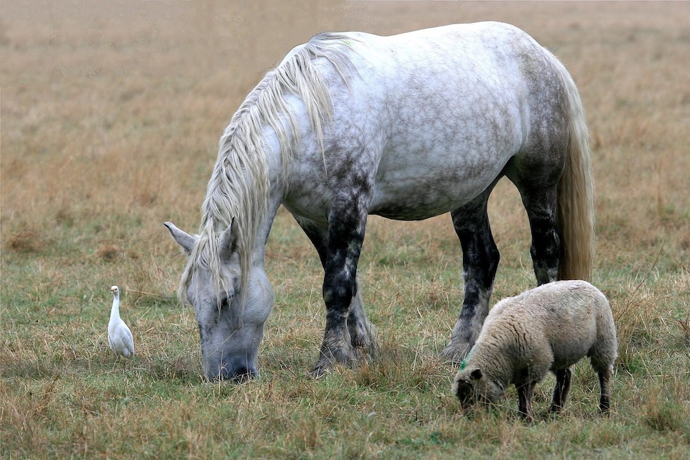 Cheval