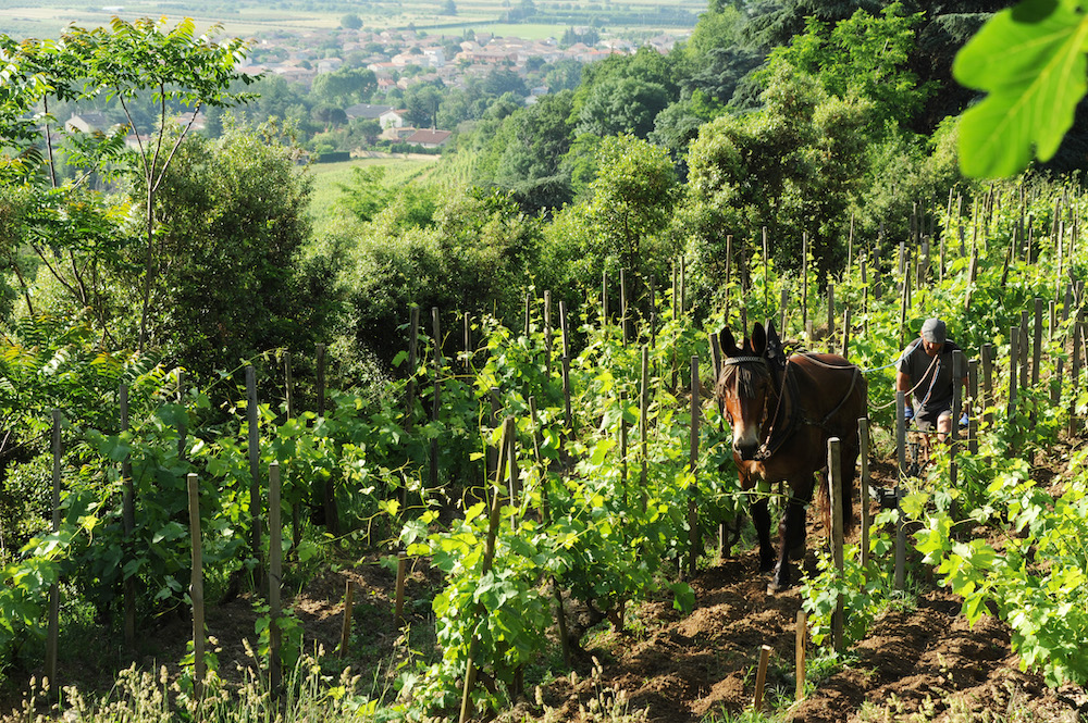 La viticulture