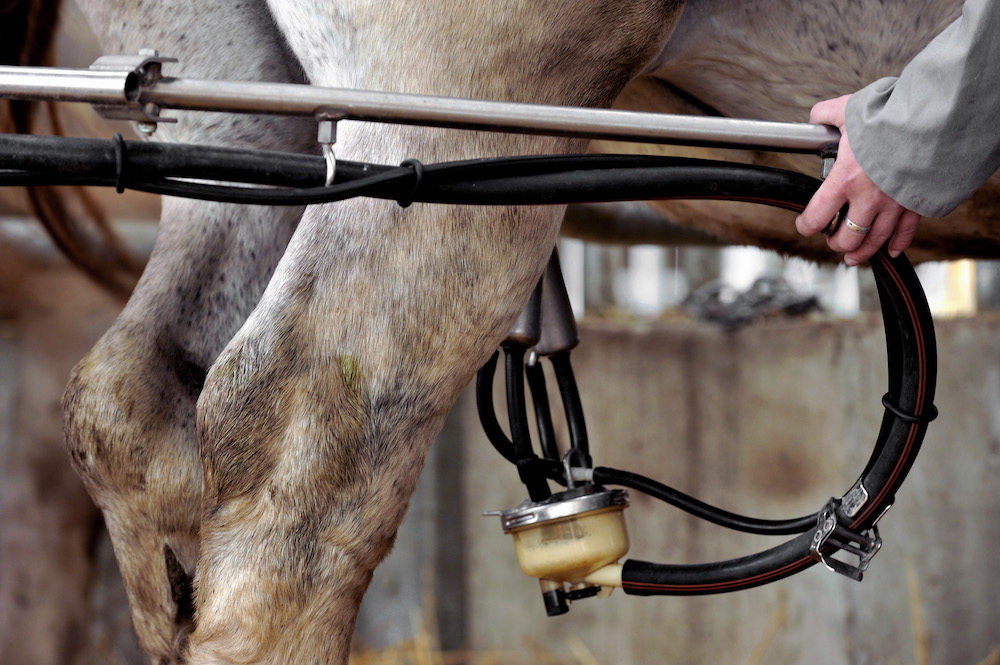 Le lait d'équidés