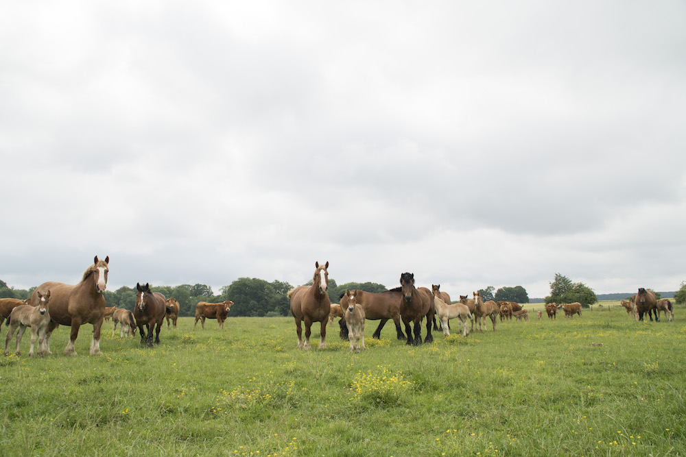 Cheval