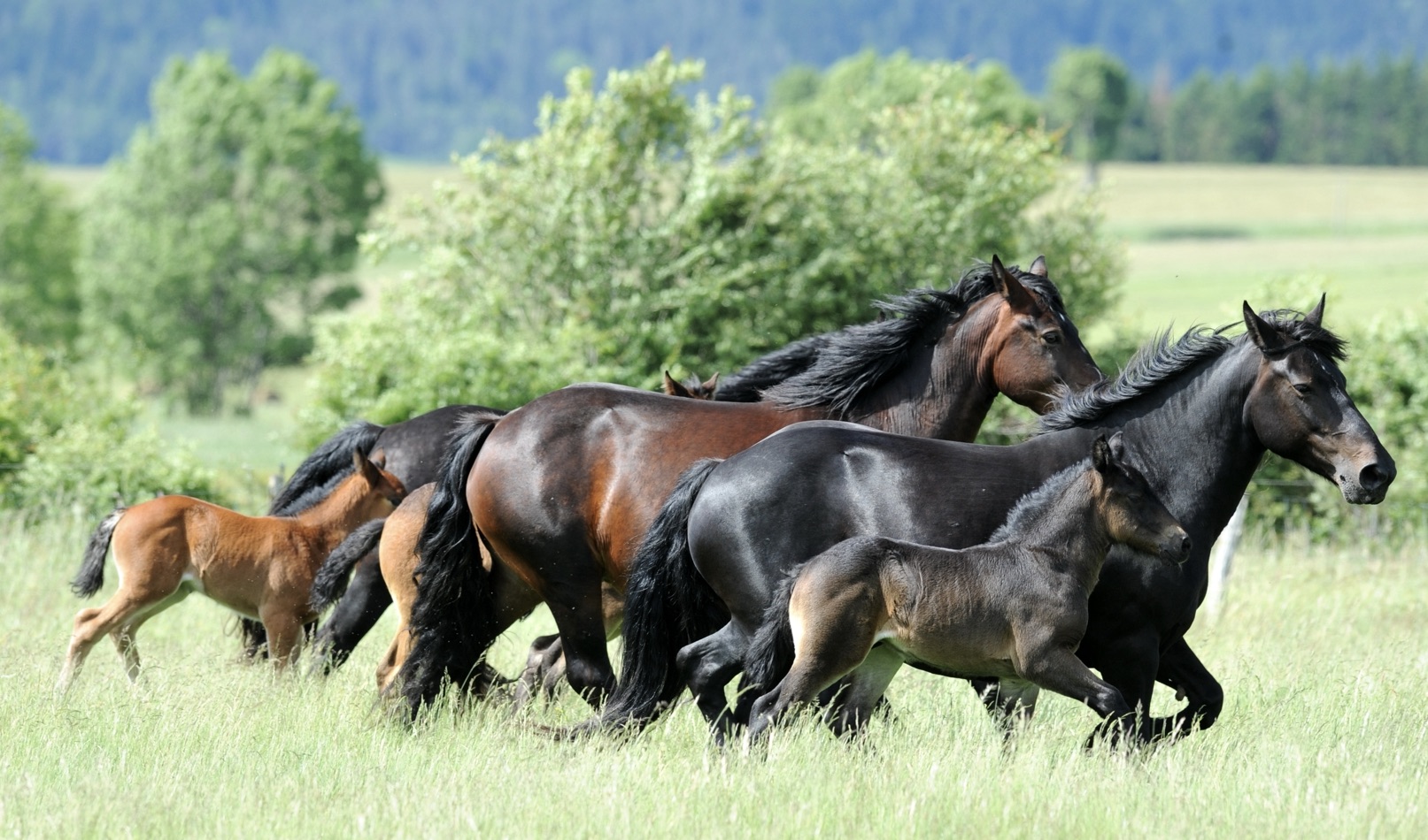 Chevaux & poneys de territoire