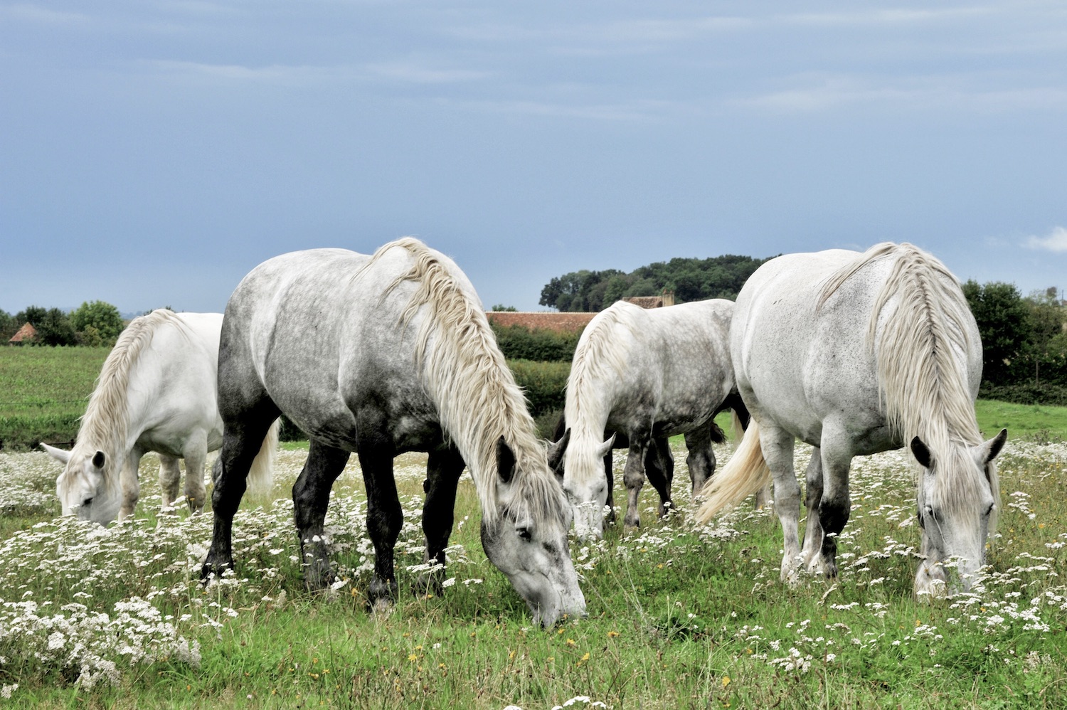 Chevaux de trait